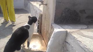 Умная кошка с питьевой водой из городского крана на миконосе