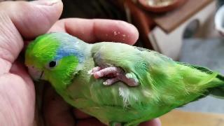 Мой маленький одноногий зеленый попугай