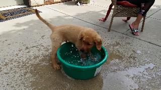 Очаровательный щенок золотистого ретривера играет в миске с водой