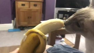 Сиамская кошка банан