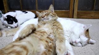しろまくらでお昼寝茶トラ кошка подушка