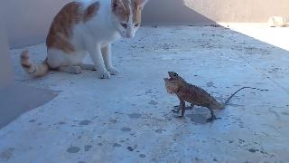 Индийский кот нашел своего нового друга