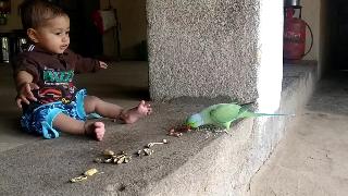 Читра играет со своим пернатым попугаем