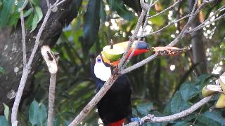 Туканучу в приманке из папайи экзотические птицы пень рамфастос токо тукан чудеса природы