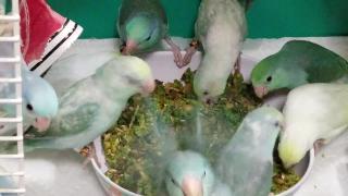 Попугайчики едят нарезанные вегетарианские блюда и готовят музыку джесси