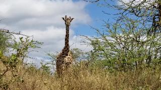 Кения хроники найробийский национальный парк любопытный жираф имеет доброе лицо