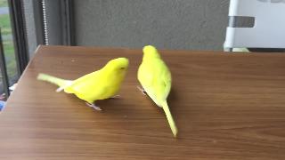 Попугаи волнистые попугайчики после пряничной мамы 