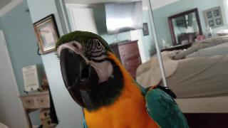 Говорящая ара