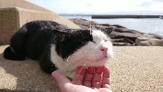 Айкима хатиерская кошка которая отдыхает на пляже двухцветная кошка отдыхает на дамбе