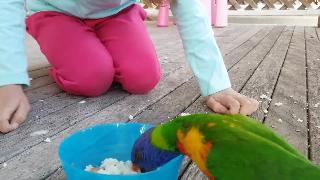 Дружелюбный дикий попугай радуга посещает наш сад и девочка кормит его