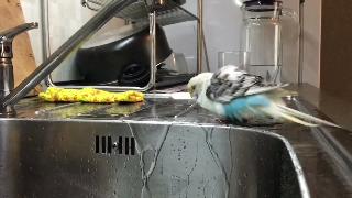 Как мыть волнистый попугайчик