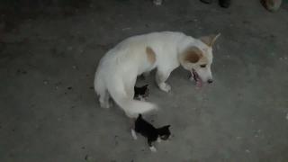 Щенок милая собака и три котенка