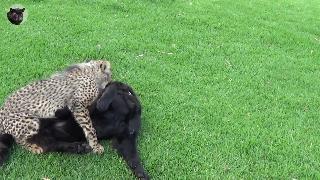 Молодой гепард бежит со своей подругой 