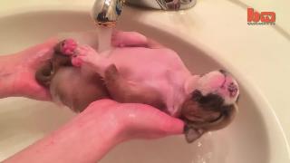 Щенок спасенного милого щенка наслаждается временем ванны