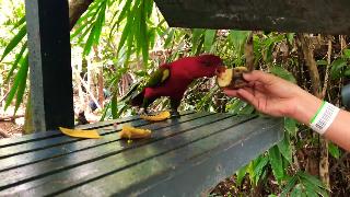 Дженис кормит птицу