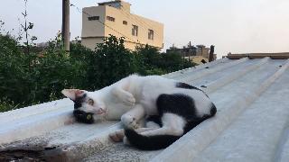 Видео с котом《о нен》