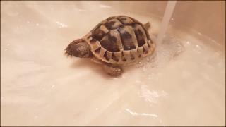 Купили черепаху сразу в душ смывать магазинную пыль