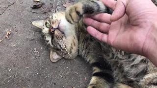 Трахи желудка мохумова парковая зона кошка видео японская кошка видео