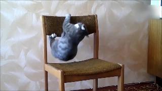 Альпинистские кошки смешные кошки компиляции
