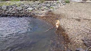 Забавная собака тащит длинную ветку дерева из озера кутеней босвелл британская колумбия канада