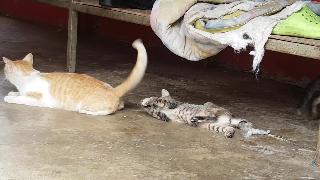 Кошки чианханский таиланд