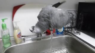 Африканский серый паррот большой умной птицы принимая ванну