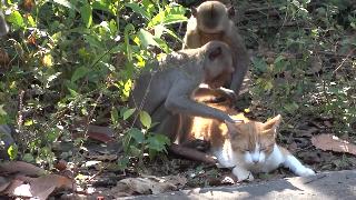 Кошачьи друзья обезьяны красивые видео