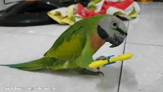 Зелный попугай играет с суперменом зелный смешной попугай