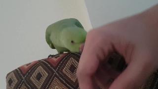 Попугаи играют с кольцом