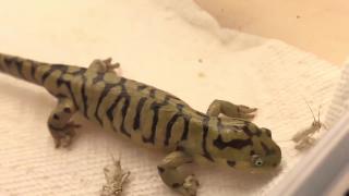 Неуклюжий саламандра пытается съесть сверчки