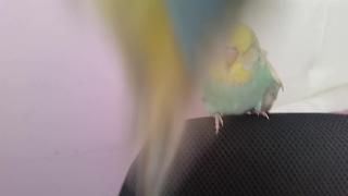 Выставочные волнистые попугаи волнистые попугаи спб говорящий волнистый попугай