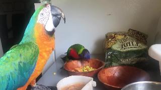 Кормление моих попугаев кукуруза и нектар