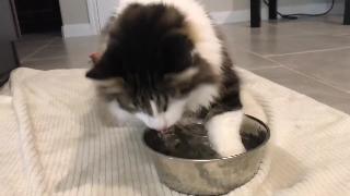 Кошка забывает как пить воду после наркоза