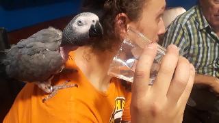 Сьюзи африканская попугай питьевая вода сьюзи питьевая вода африканского попугая