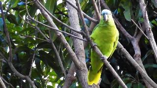 Настоящий попугай бирюзовый попугай цвета природы