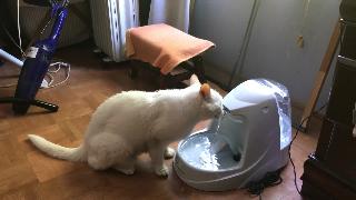 Асмр кошка пьет воду