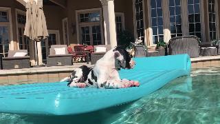 Недельный щенок великого датчанина любит свое плавание в бассейне передней двери