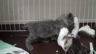 Любитель кошек посадка на маму манчкин смешные коты