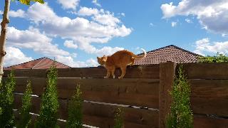 Кошачья прогулка на заборе балотести