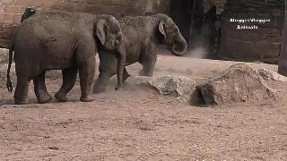 Слоненку удается споткнуться о старшую сестру