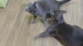 Кошачья атака