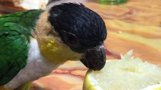 Каик попугай и лимон