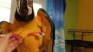 Попугай ара и зубная щтка