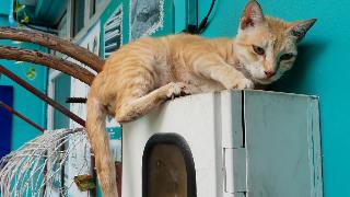 Работает уличная кошка спит