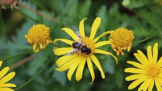 Пчела с горбатым цветком
