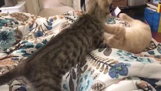Котята играют в бой
