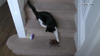 Кошка атакует паука тарантул