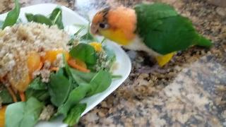 Какими овощами кормить экзотическую птицу попугай мой каик