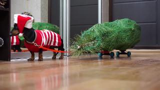 Собака украшает рождественская елка смешное животное видео 