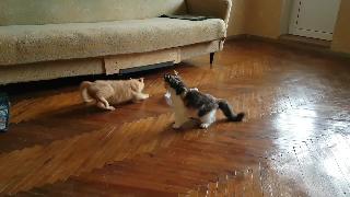 Ситцевый кот и рыжий кот играют в бой